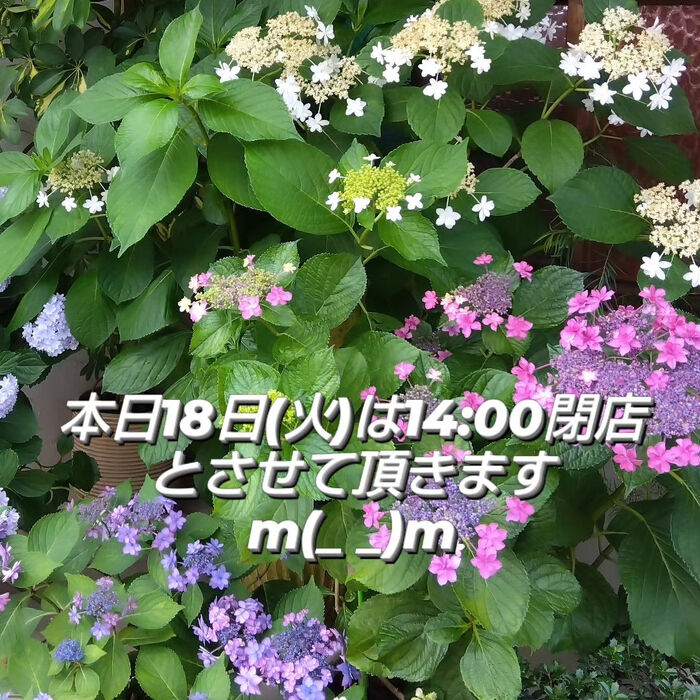 画像1500